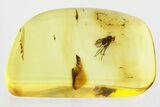 Detailed Fossil Long-Legged Fly (Dolichopodidae) in Baltic Amber #330700-1